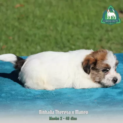 COROA CELTA JRT YAKOV