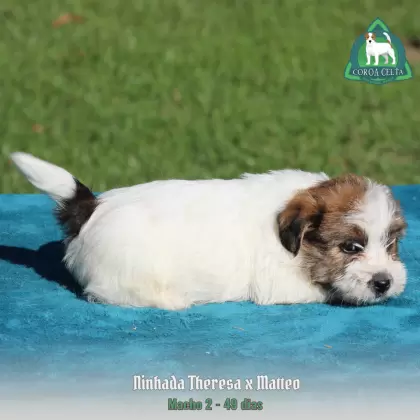 COROA CELTA JRT YAKOV