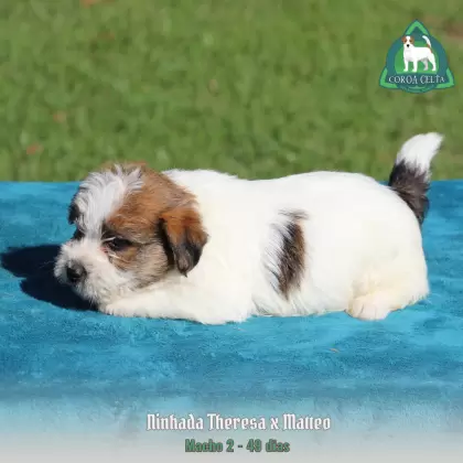 COROA CELTA JRT YAKOV