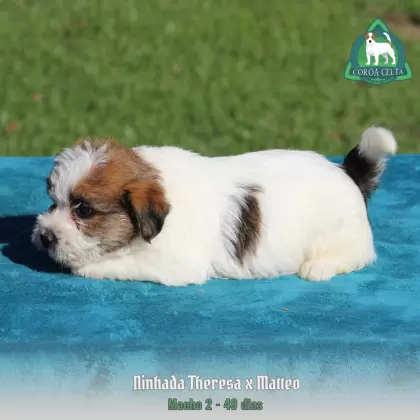 COROA CELTA JRT YAKOV