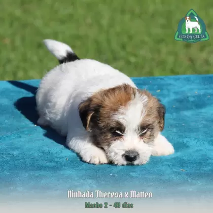 COROA CELTA JRT YAKOV