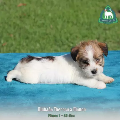 COROA CELTA JRT YULIA MARIA