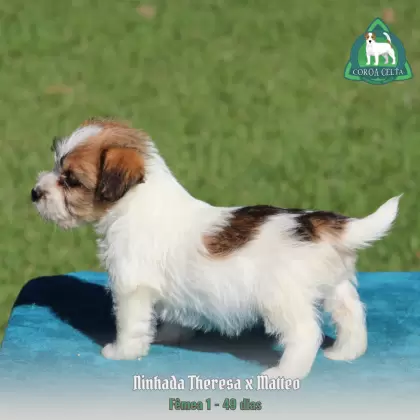COROA CELTA JRT YULIA MARIA