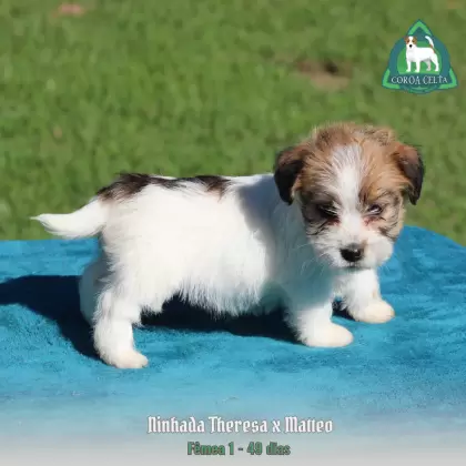 COROA CELTA JRT YULIA MARIA