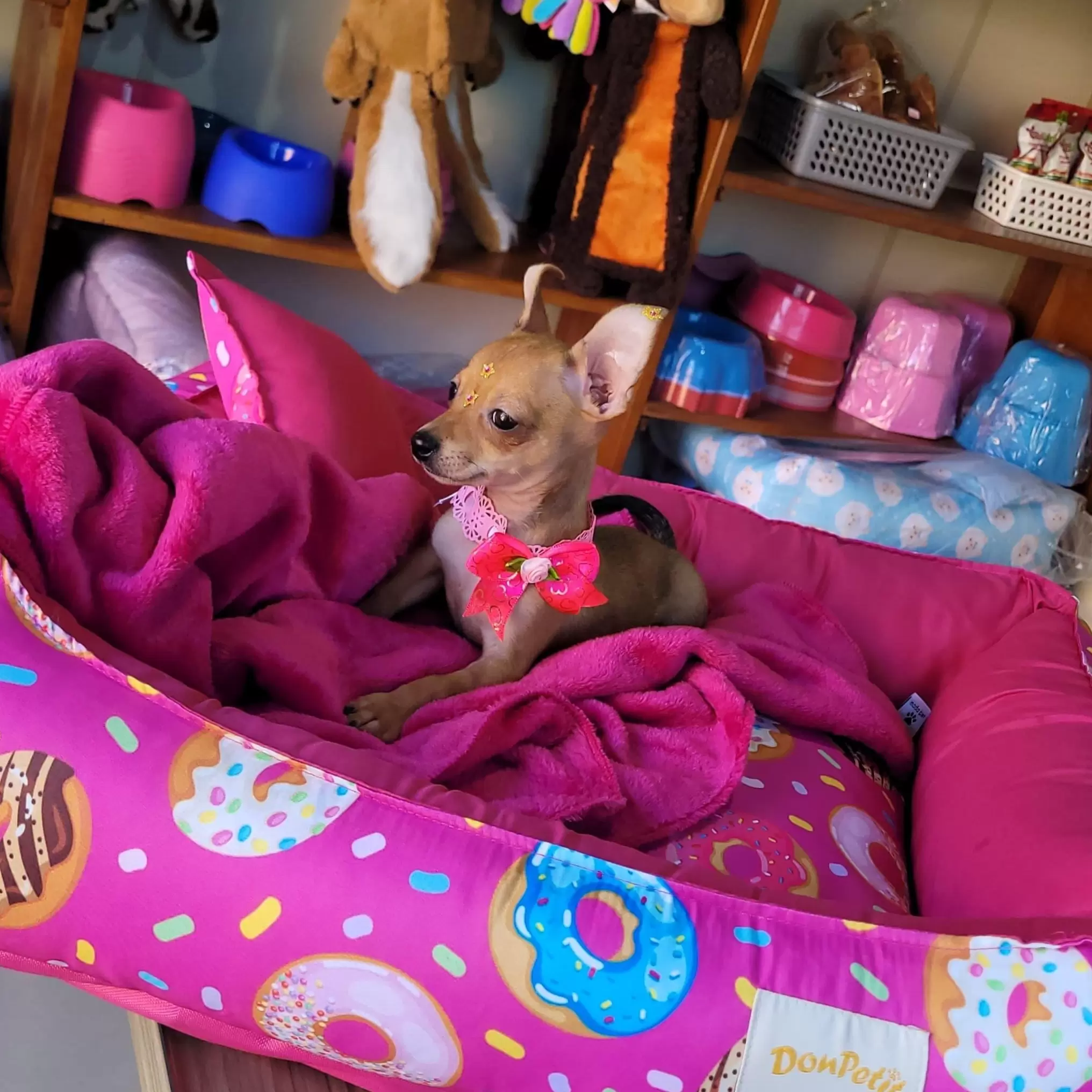 Pinscher Fêmea