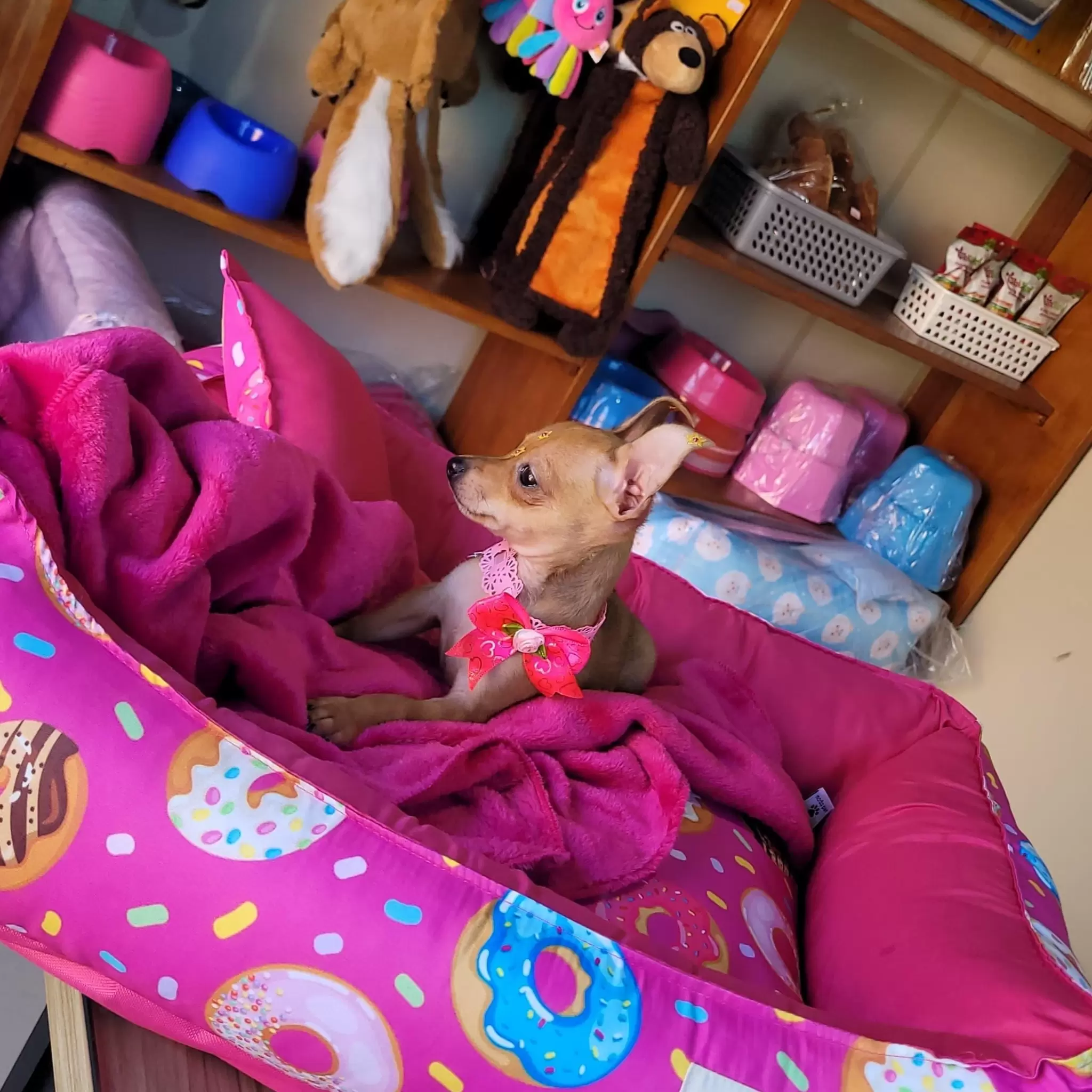 Pinscher Fêmea