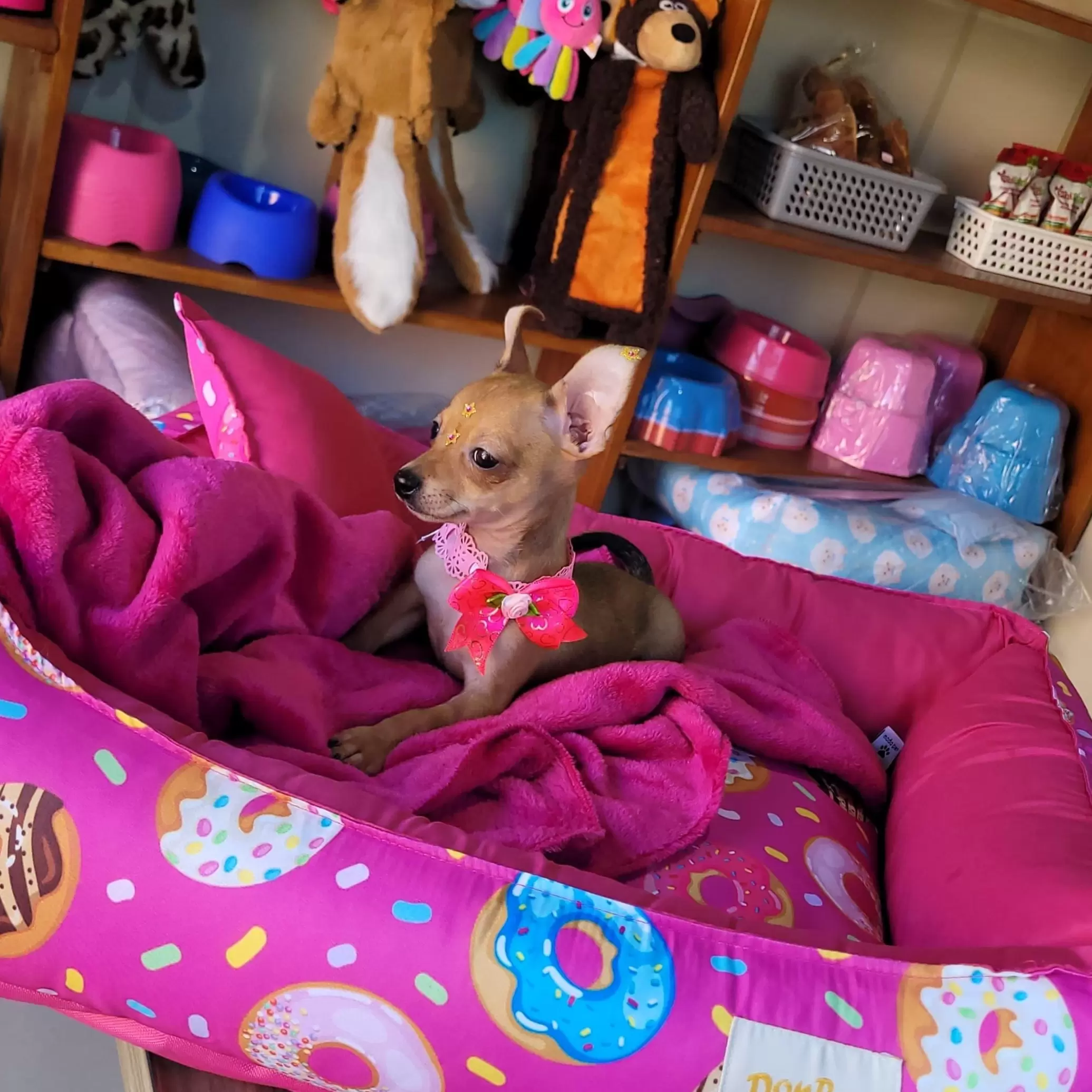 Pinscher Fêmea