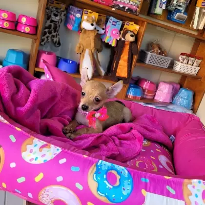 Pinscher Fêmea