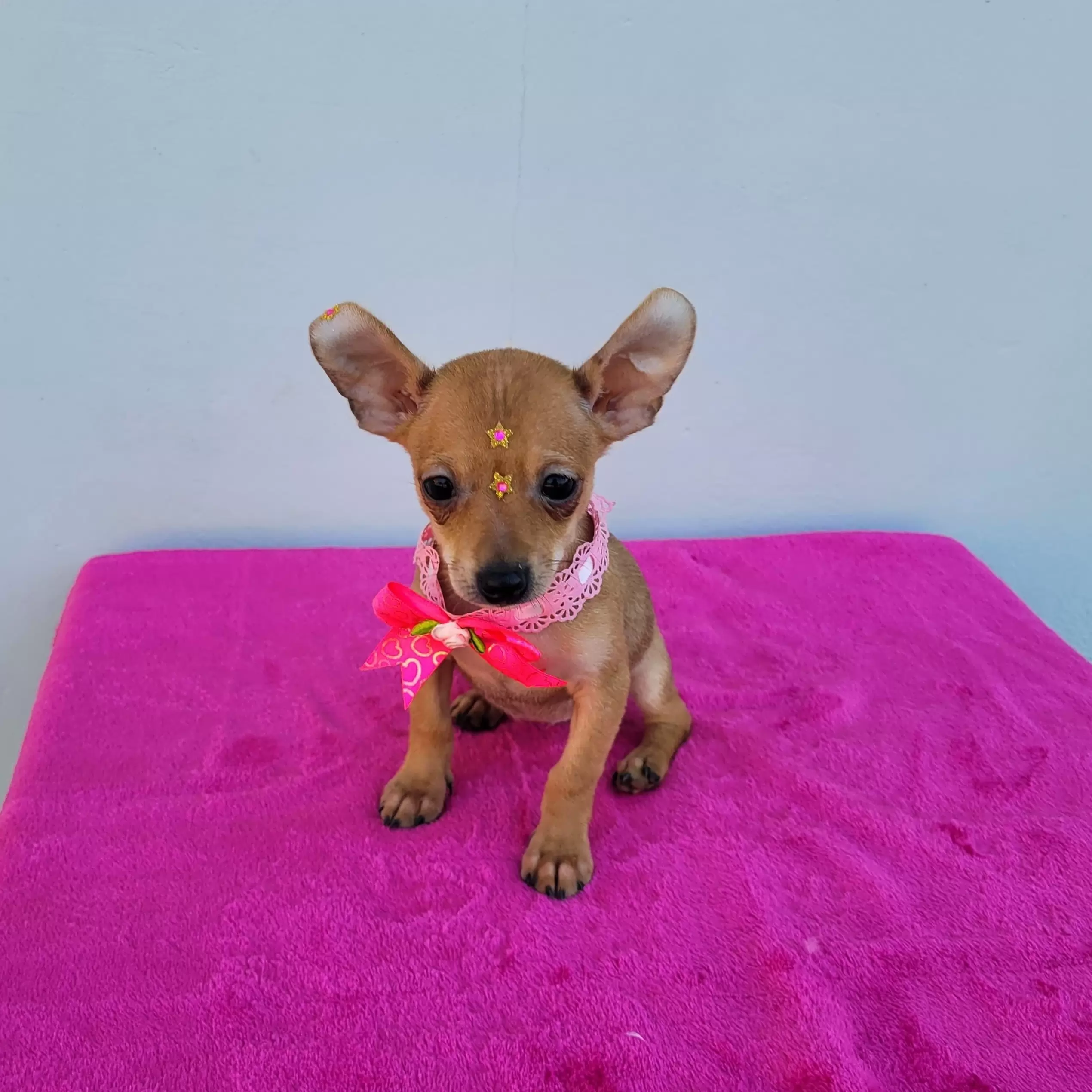 Pinscher Fêmea