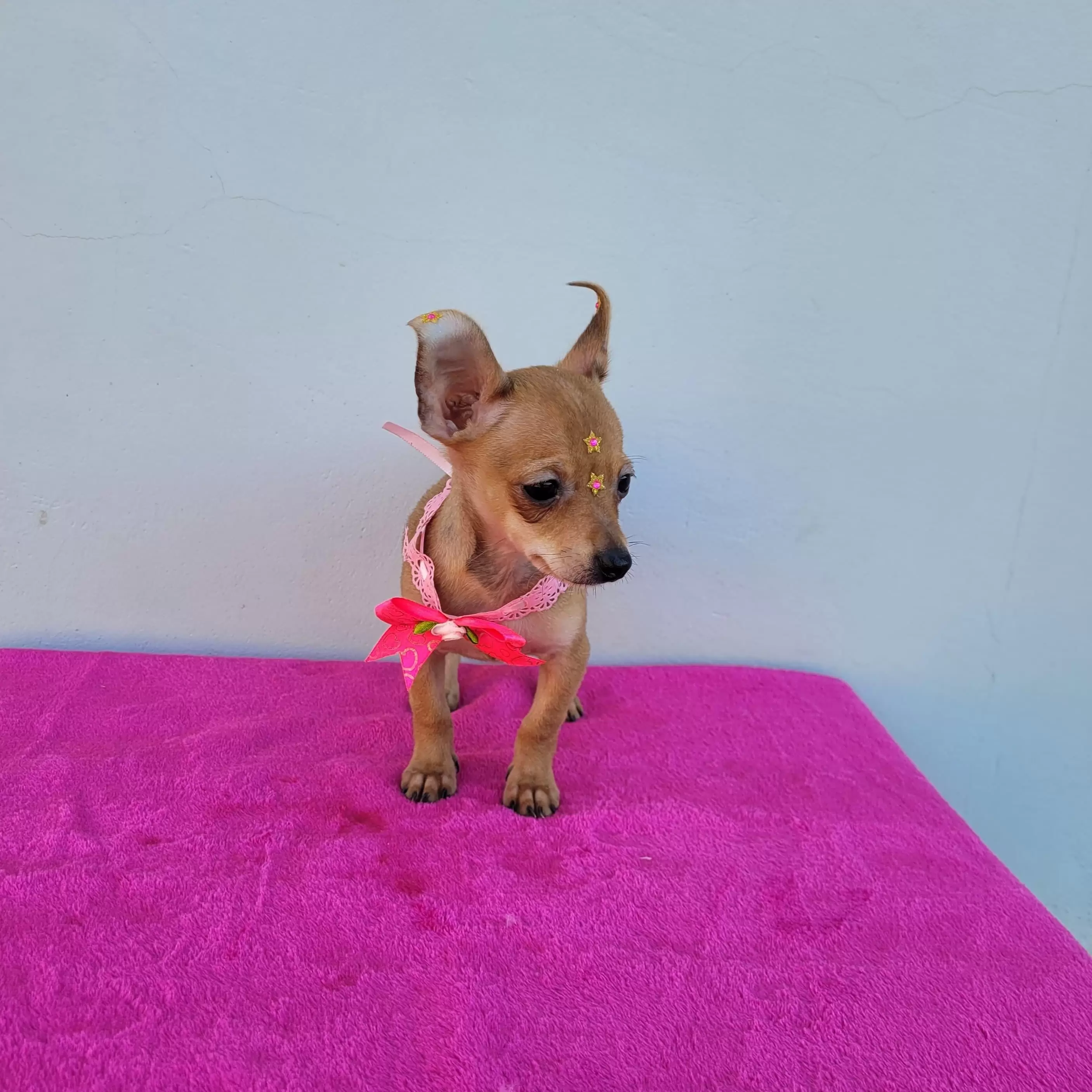 Pinscher Fêmea