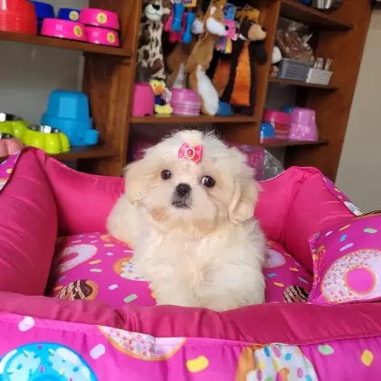 Shih Tzu Fêmea