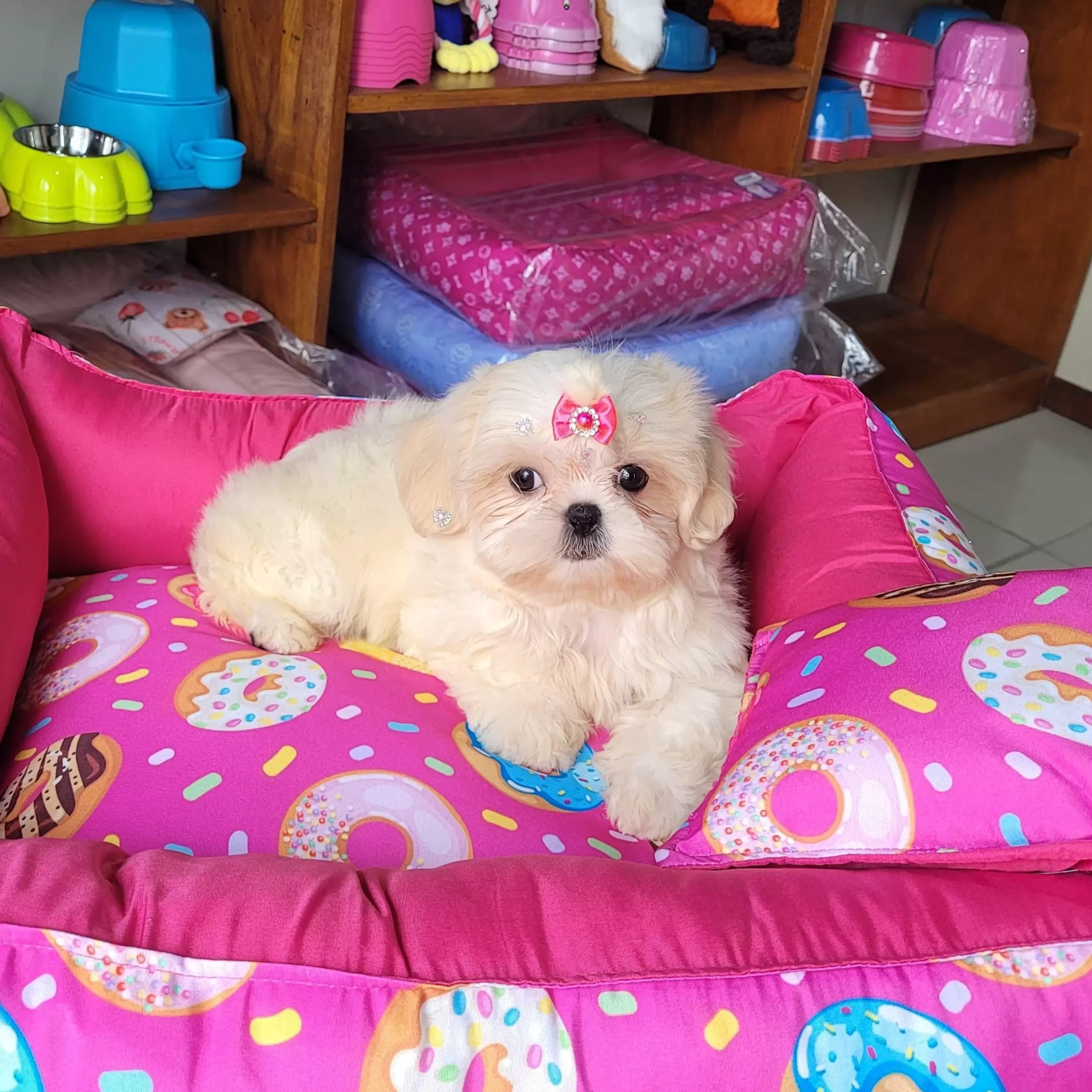 Shih Tzu Fêmea