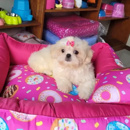 Shih Tzu Fêmea