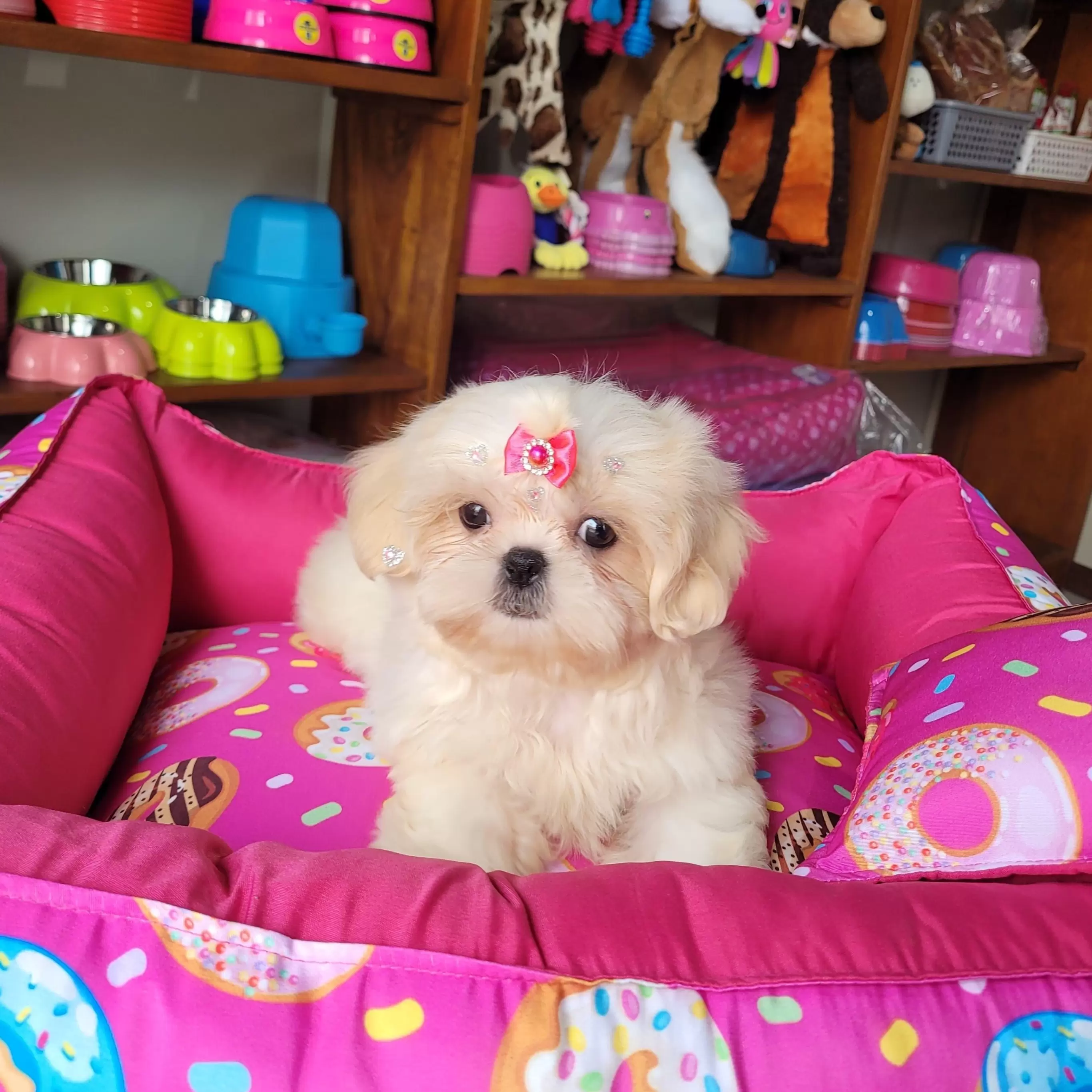 Shih Tzu Fêmea