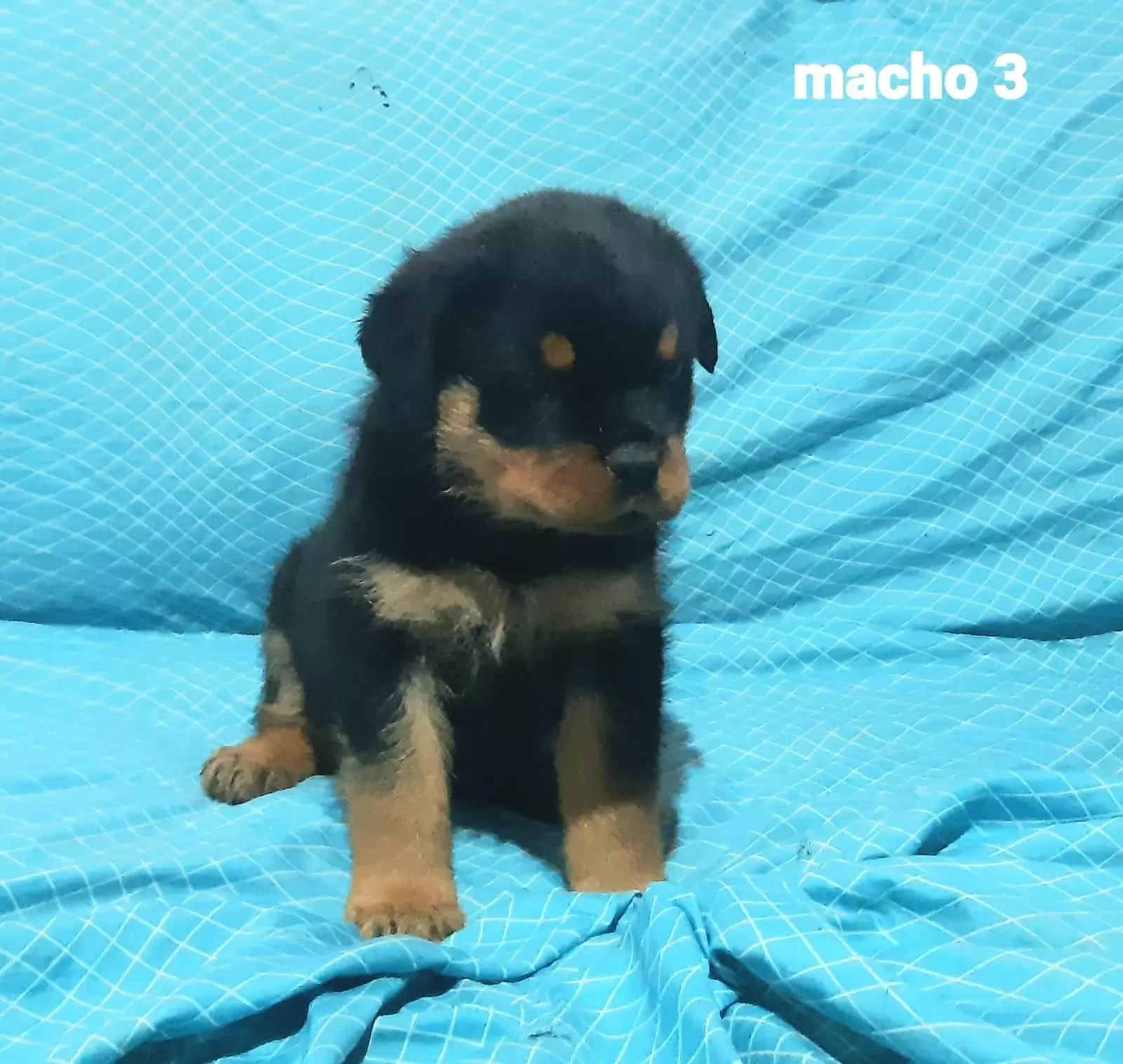 Macho 3