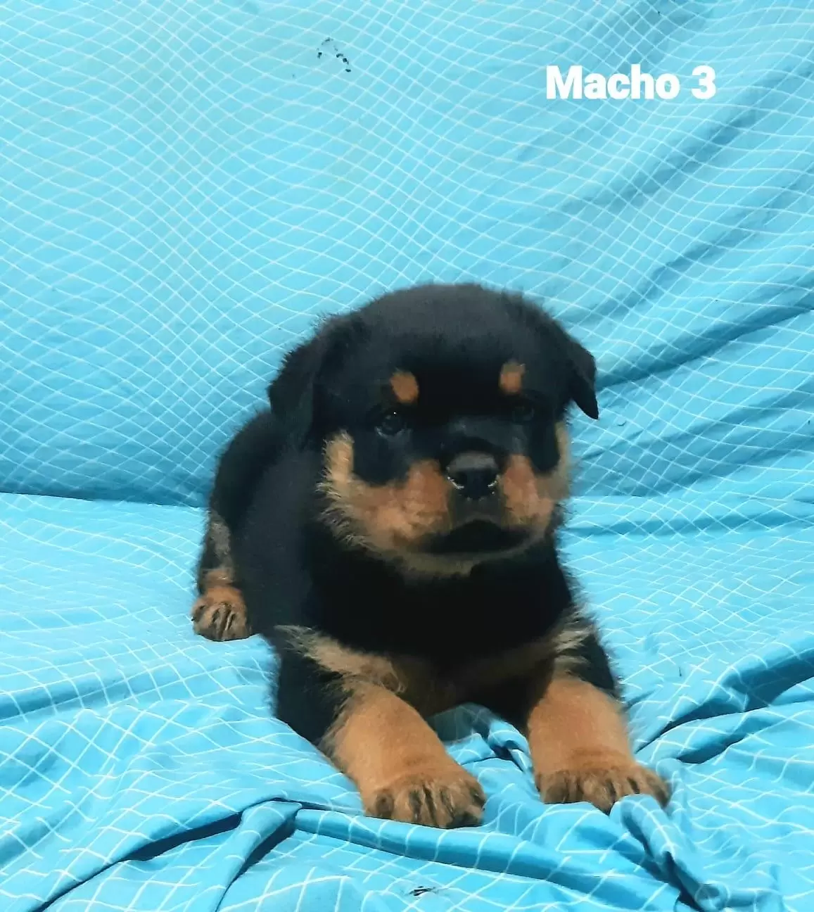 Macho 3