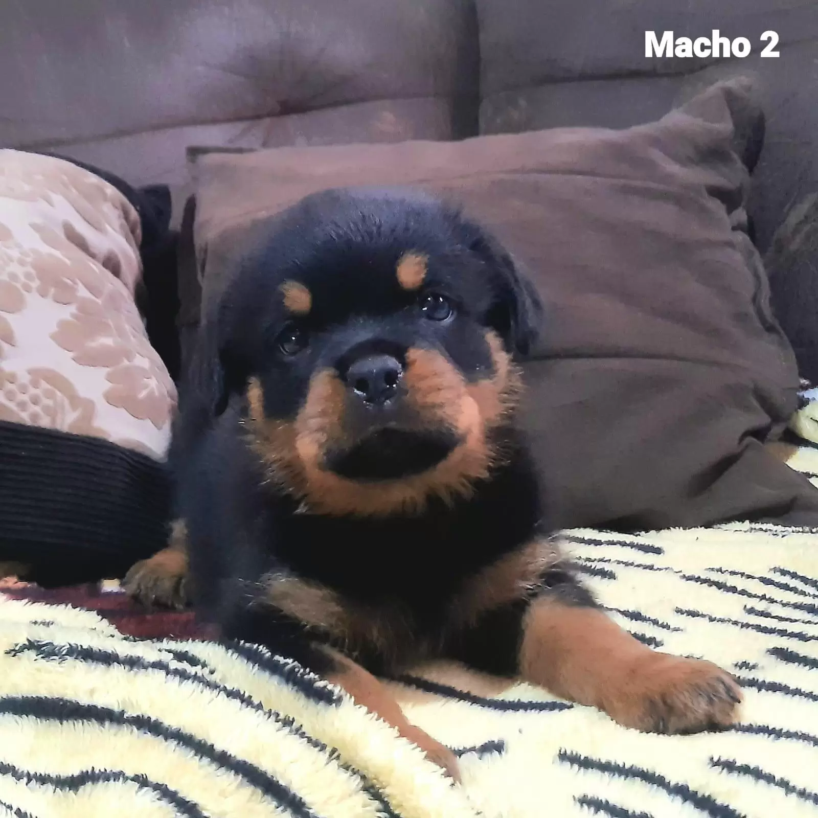 Macho 2
