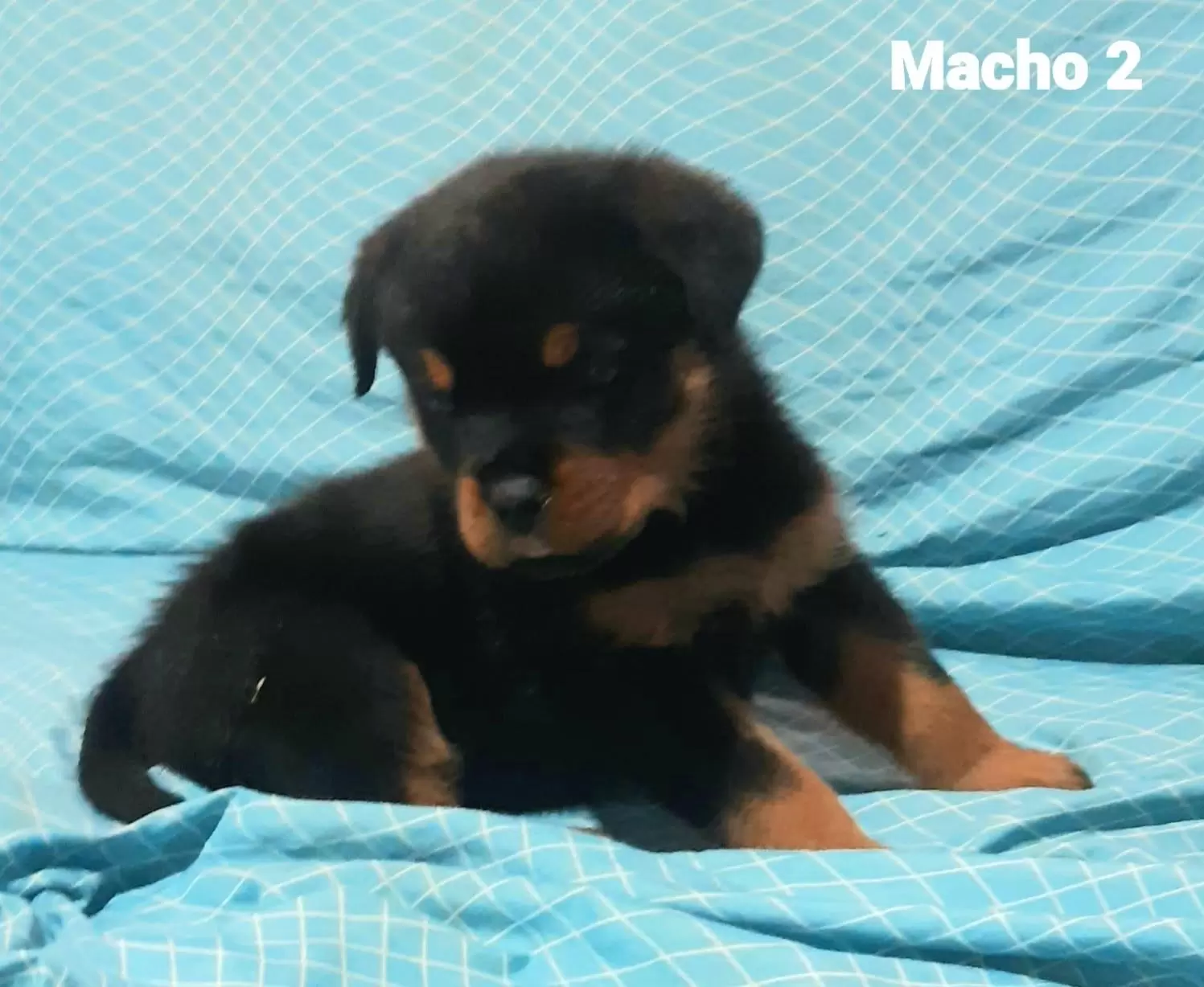 Macho 2