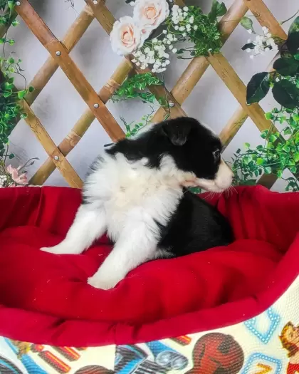 Pandora