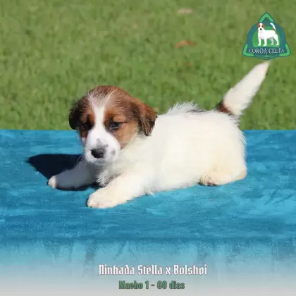 COROA CELTA JRT WESLAV