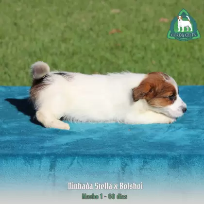 COROA CELTA JRT WESLAV