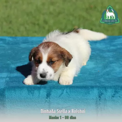 COROA CELTA JRT WESLAV
