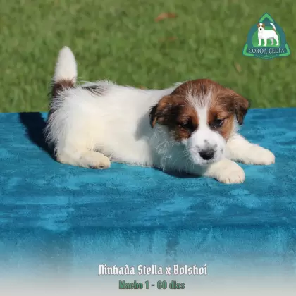 COROA CELTA JRT WESLAV
