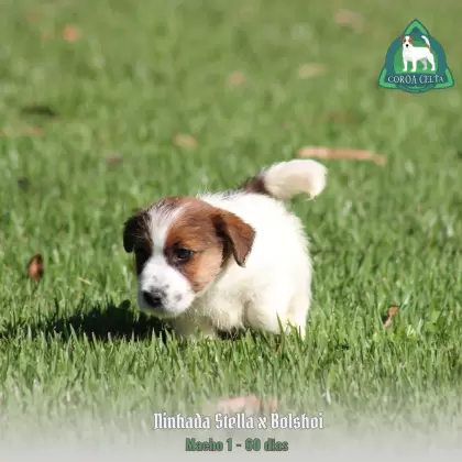 COROA CELTA JRT WESLAV
