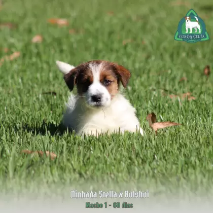 COROA CELTA JRT WESLAV