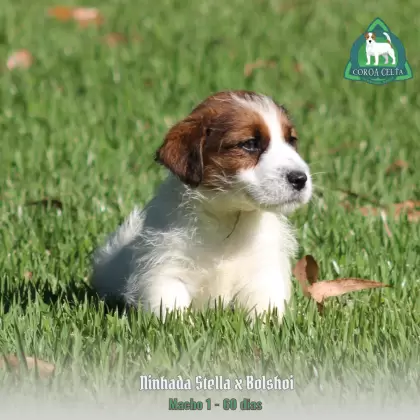 COROA CELTA JRT WESLAV