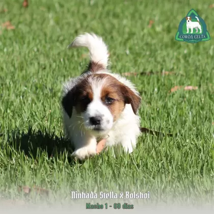 COROA CELTA JRT WESLAV
