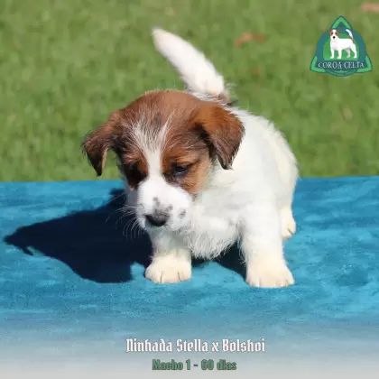 COROA CELTA JRT WESLAV