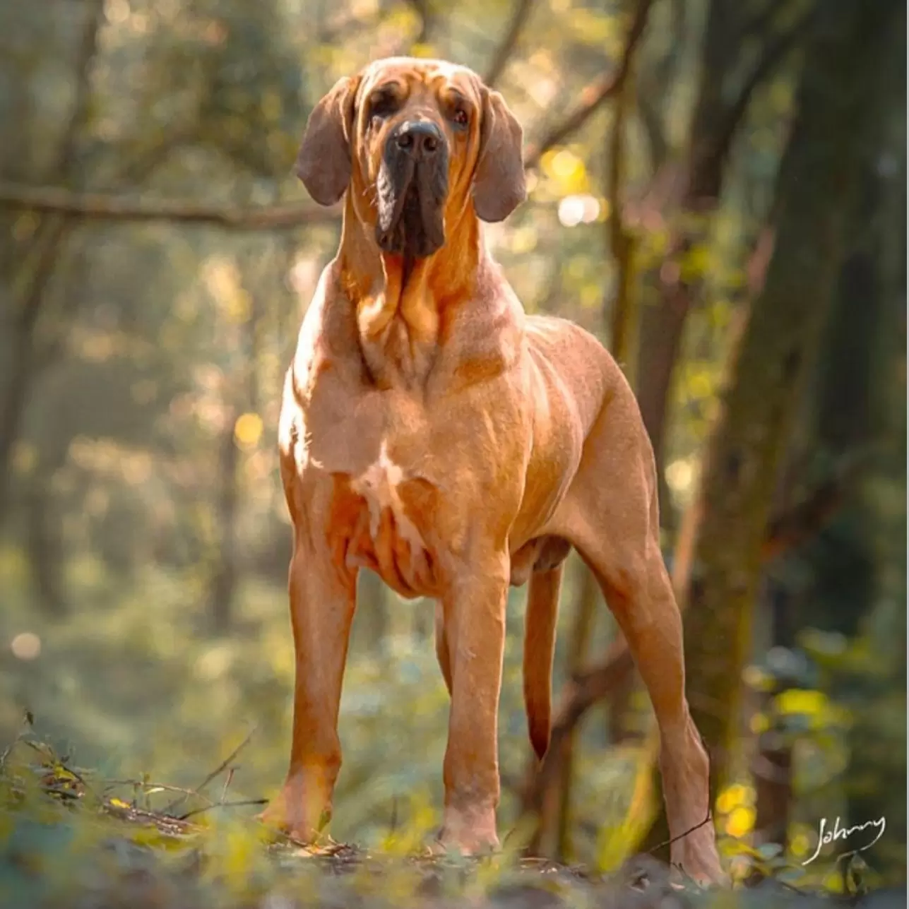 Manolo