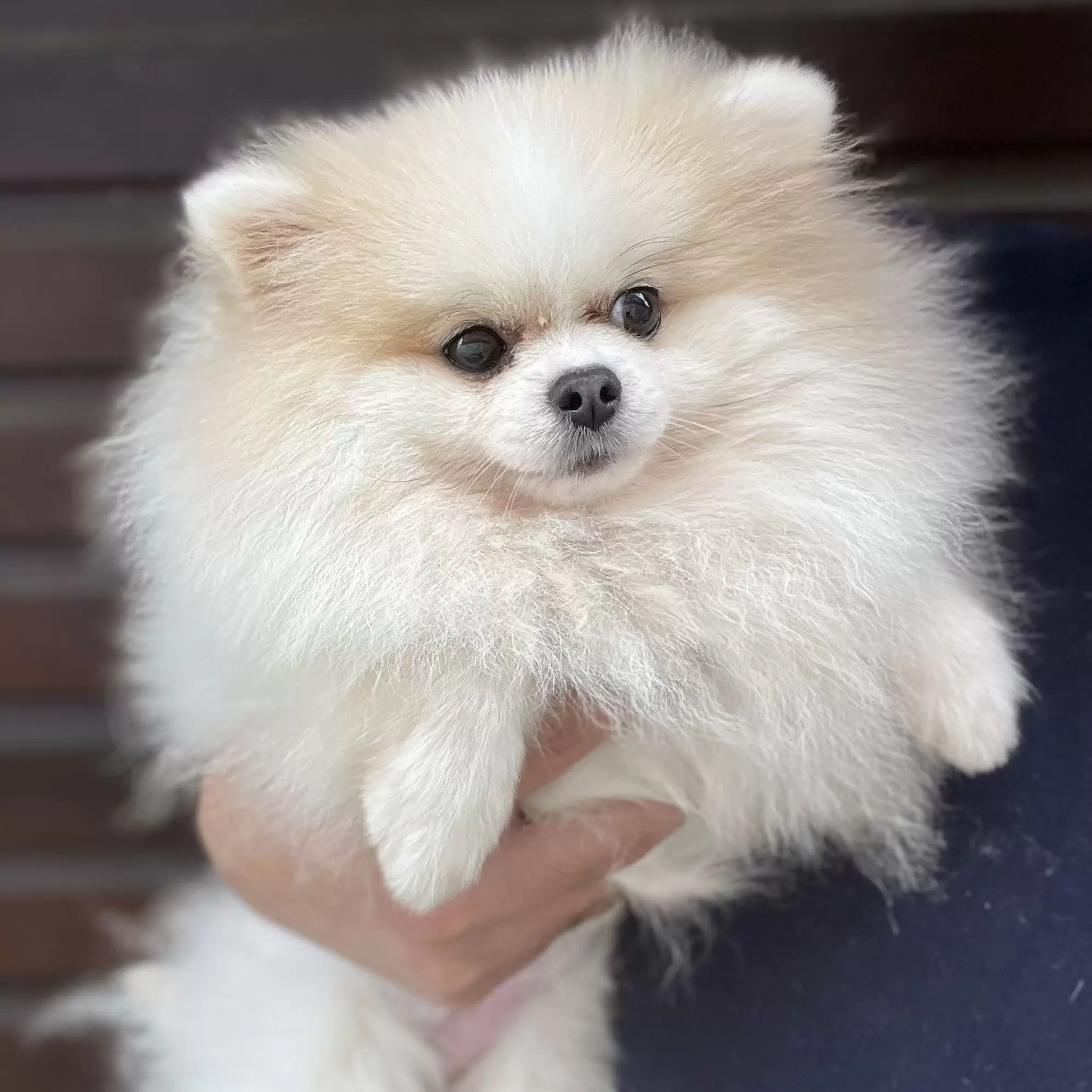 Mavie 