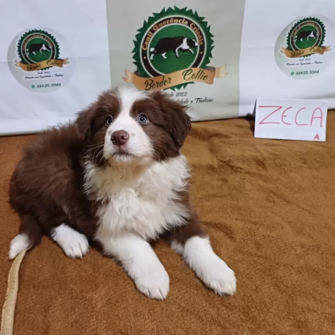 Zeca