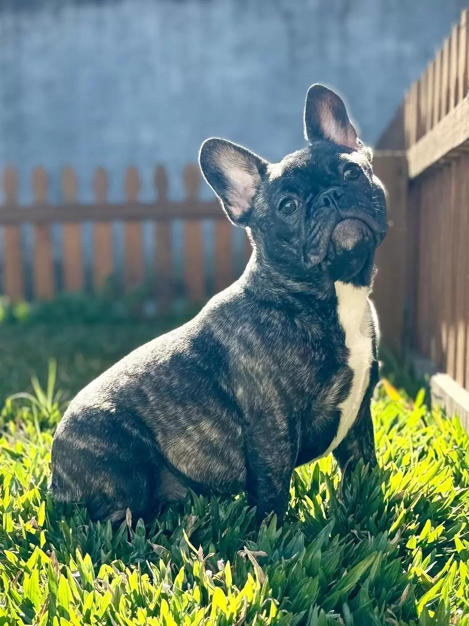 Elliot