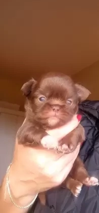 Machinho, chocolate com luva branca na patinha esquerda, pelo longo