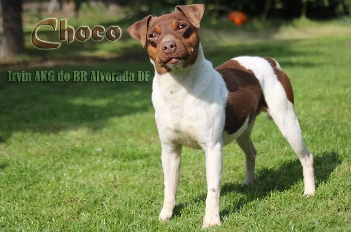 Choco
