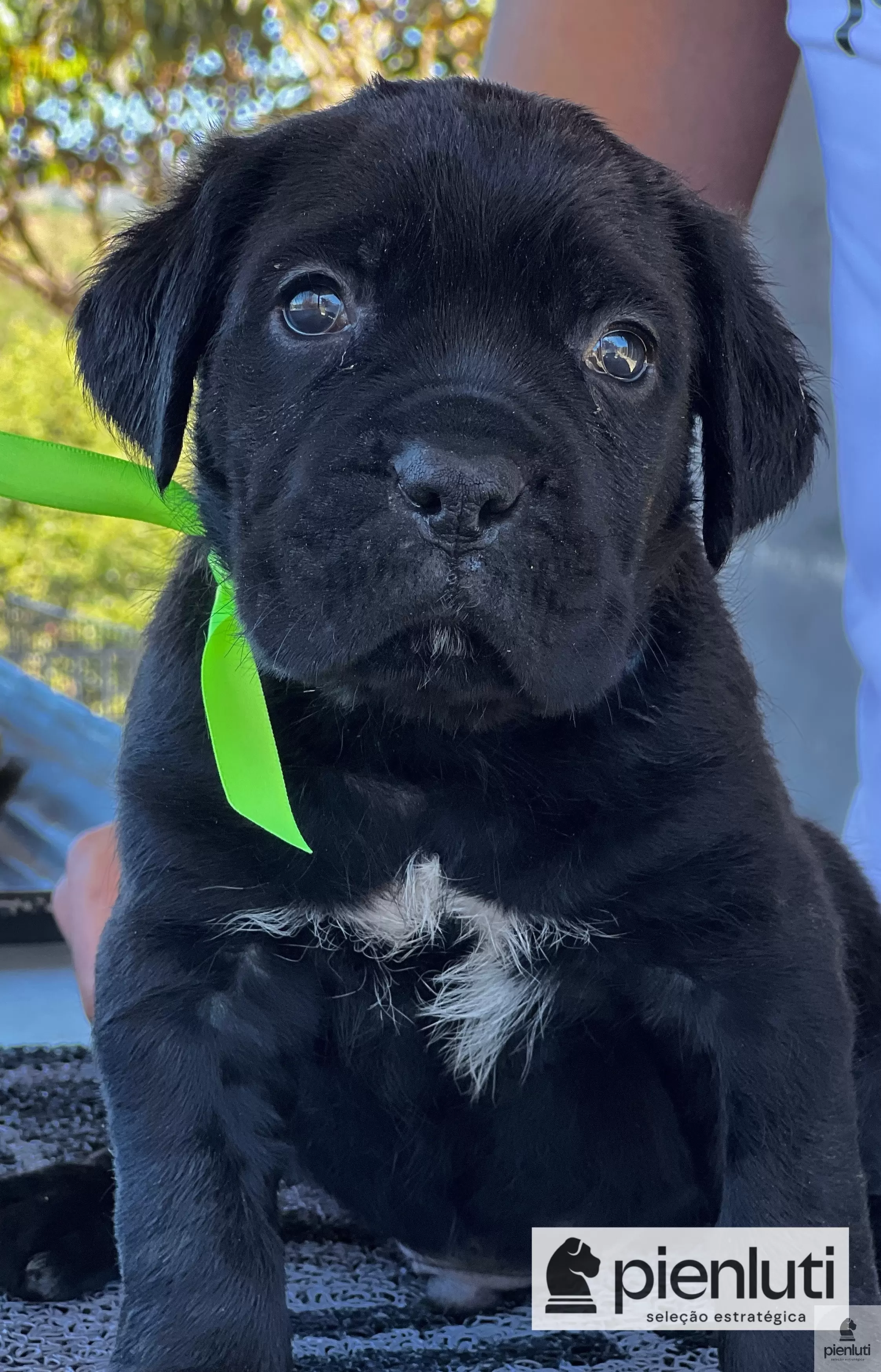 Zeus
