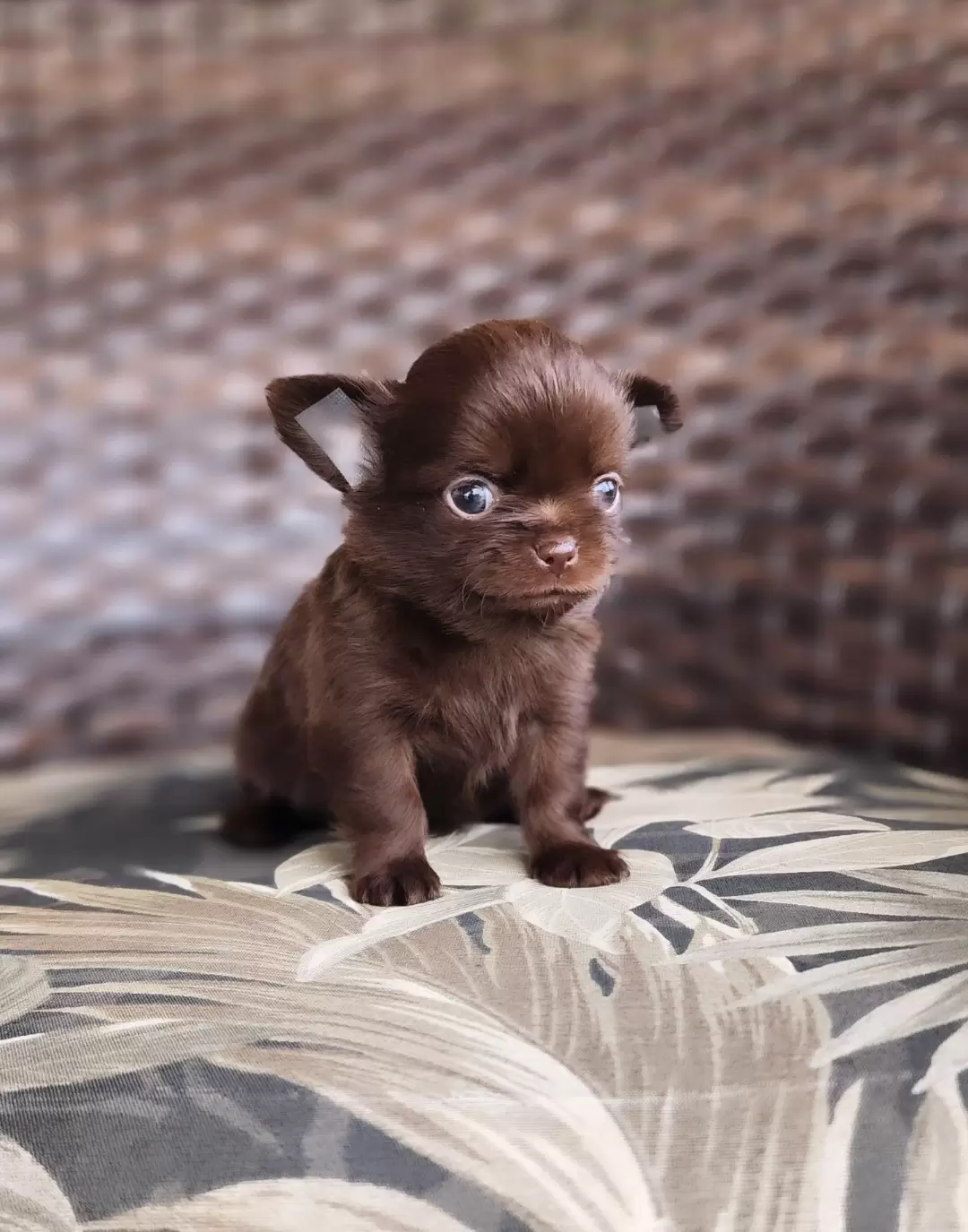 Machinho chocolate 100% sólido 