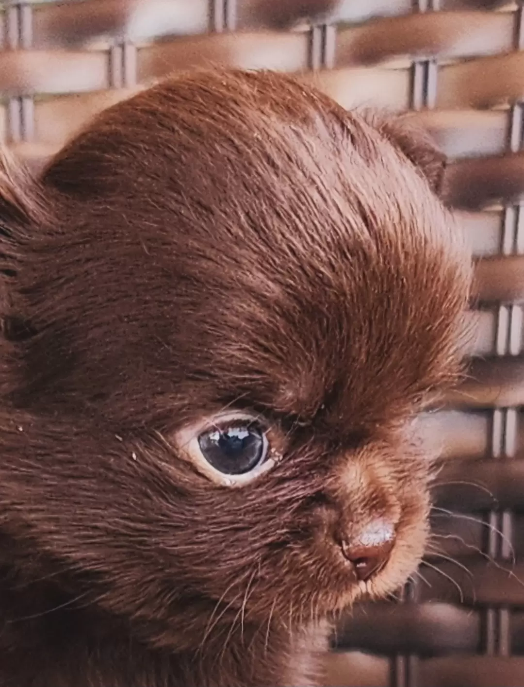 Machinho chocolate 100% sólido 