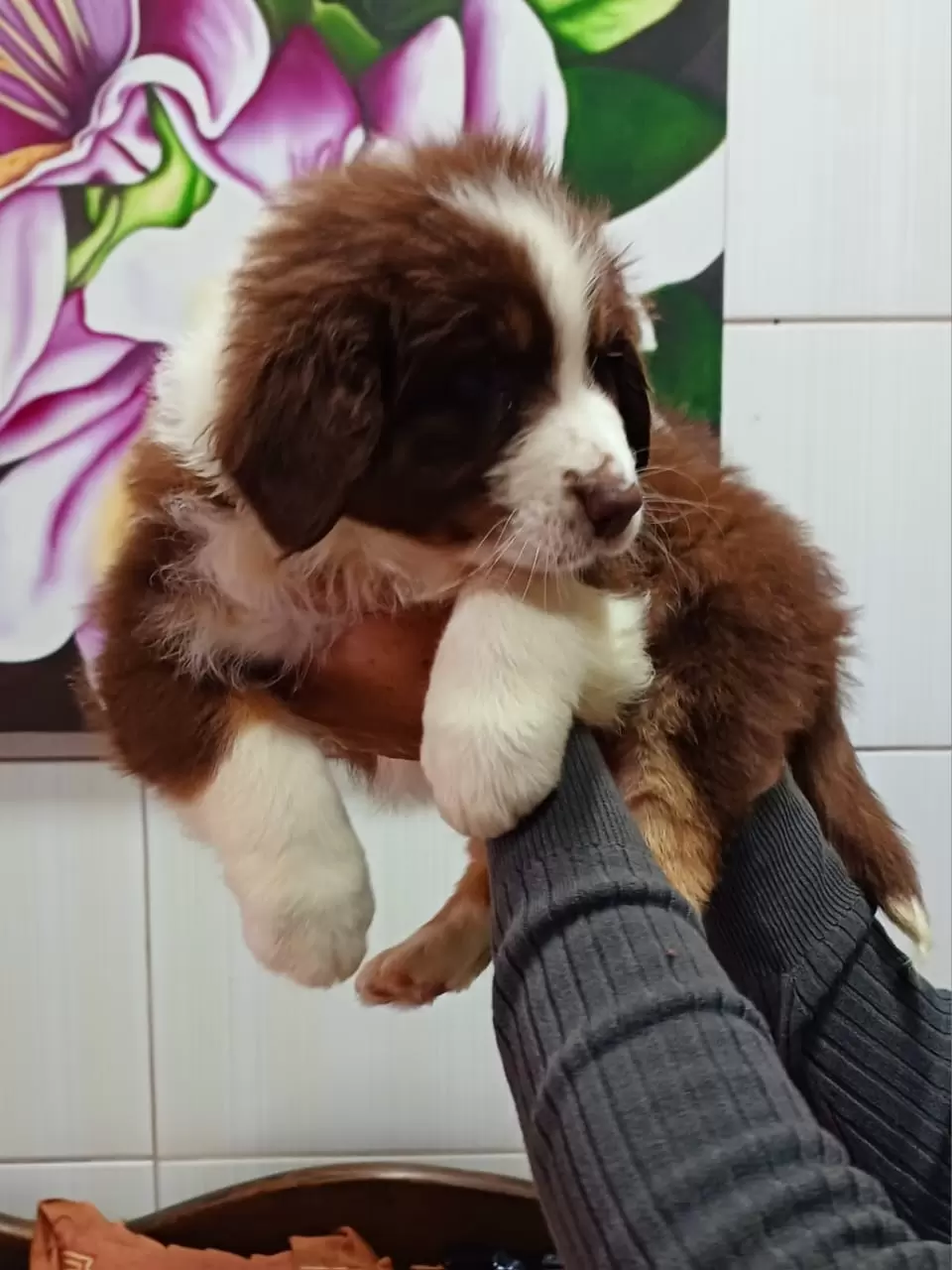 Rocket