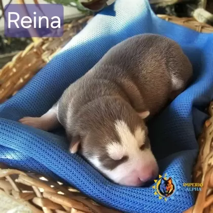 Reina