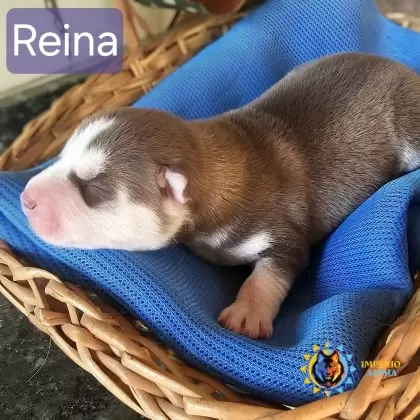 Reina