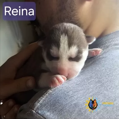 Reina