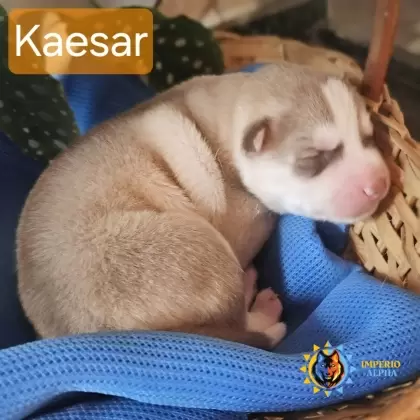 Kaesar