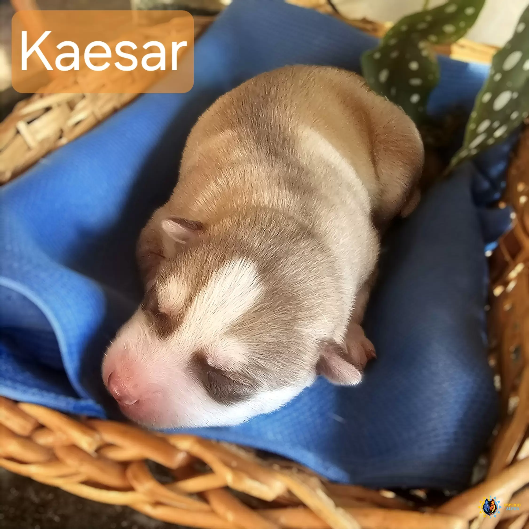 Kaesar