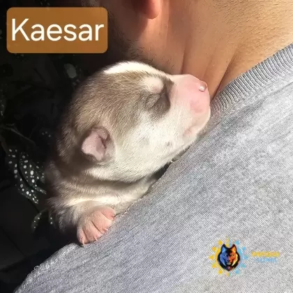 Kaesar