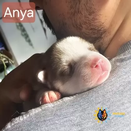 Anya