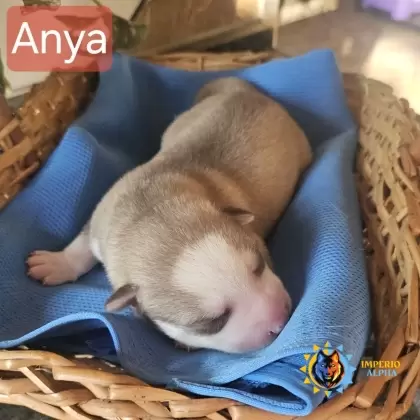 Anya